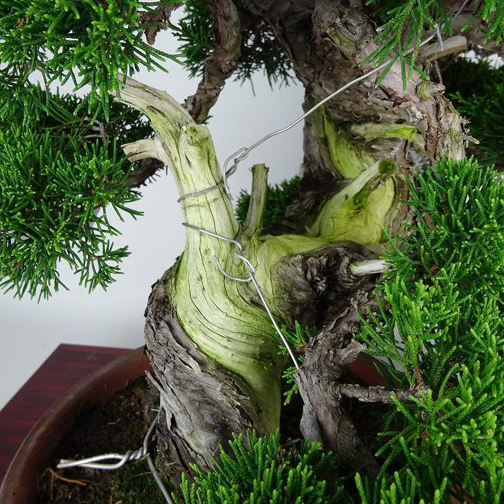 盆栽 真柏 樹高 上下 約45cm しんぱく 高級盆栽 Juniperus chinensis シンパク “ジン シャリ” ヒノキ科 常緑樹 観賞用 現品_画像6