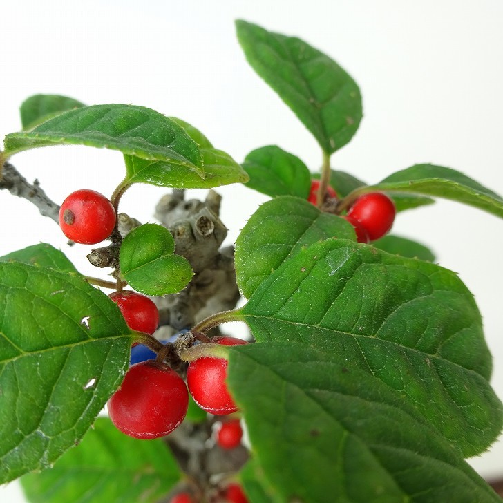 盆栽 梅擬 樹高 約13cm うめもどき Ilex serrata ウメモドキ 実物 モチノキ科 落葉樹 観賞用 小品 現品_画像9