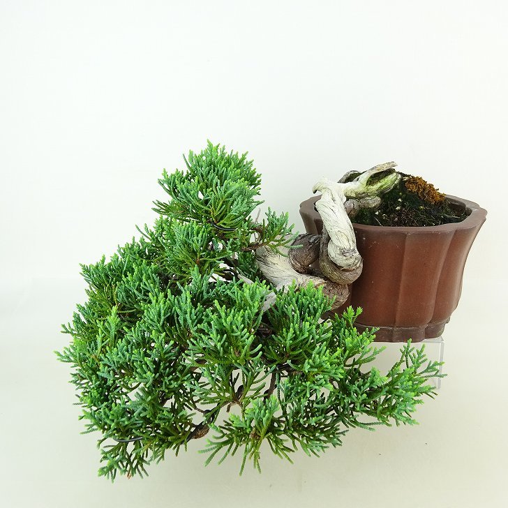 盆栽 赤松 樹高40cm販売中 盆栽 赤松 樹高40cm販売中