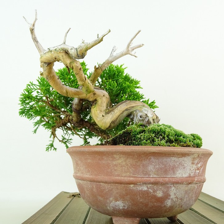 盆栽 真柏 樹高 約9cm しんぱく Juniperus chinensis シンパク “ジン シャリ” ヒノキ科 常緑樹 観賞用 小品 現品_画像5