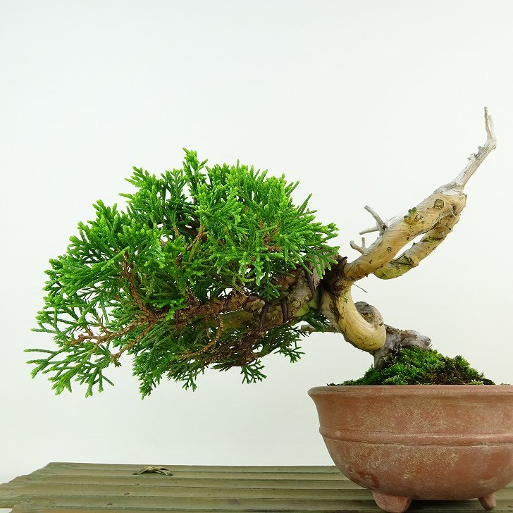 盆栽 真柏 樹高 約9cm しんぱく Juniperus chinensis シンパク “ジン シャリ” ヒノキ科 常緑樹 観賞用 小品 現品_画像4