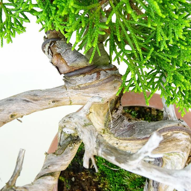 盆栽 真柏 樹高 約9cm しんぱく Juniperus chinensis シンパク “ジン シャリ” ヒノキ科 常緑樹 観賞用 小品 現品_画像7