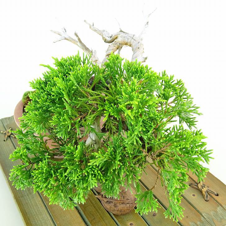 盆栽 真柏 樹高 約9cm しんぱく Juniperus chinensis シンパク “ジン シャリ” ヒノキ科 常緑樹 観賞用 小品 現品_画像8