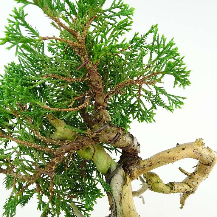 盆栽 真柏 樹高 約9cm しんぱく Juniperus chinensis シンパク “ジン シャリ” ヒノキ科 常緑樹 観賞用 小品 現品_画像9