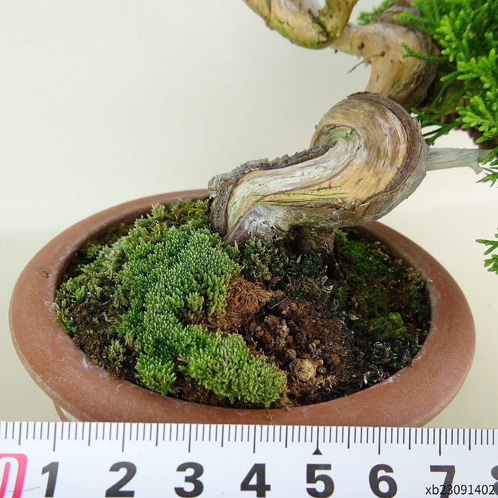 盆栽 真柏 樹高 約9cm しんぱく Juniperus chinensis シンパク “ジン シャリ” ヒノキ科 常緑樹 観賞用 小品 現品_画像6