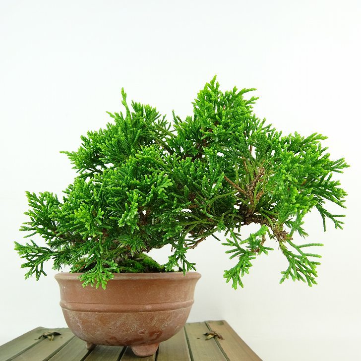 盆栽 真柏 樹高 約9cm しんぱく Juniperus chinensis シンパク “ジン シャリ” ヒノキ科 常緑樹 観賞用 小品 現品_画像3