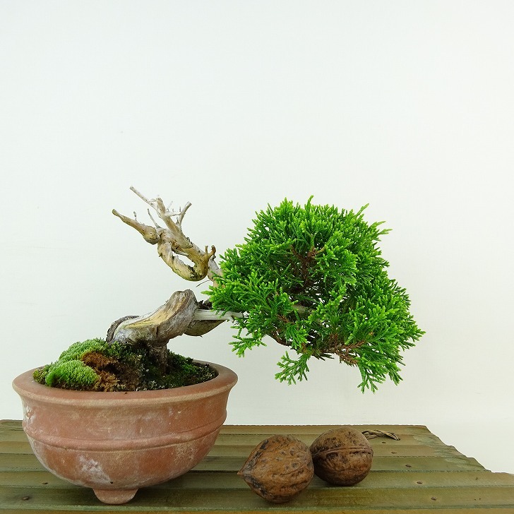 盆栽 真柏 樹高 約9cm しんぱく Juniperus chinensis シンパク “ジン シャリ” ヒノキ科 常緑樹 観賞用 小品 現品_画像2