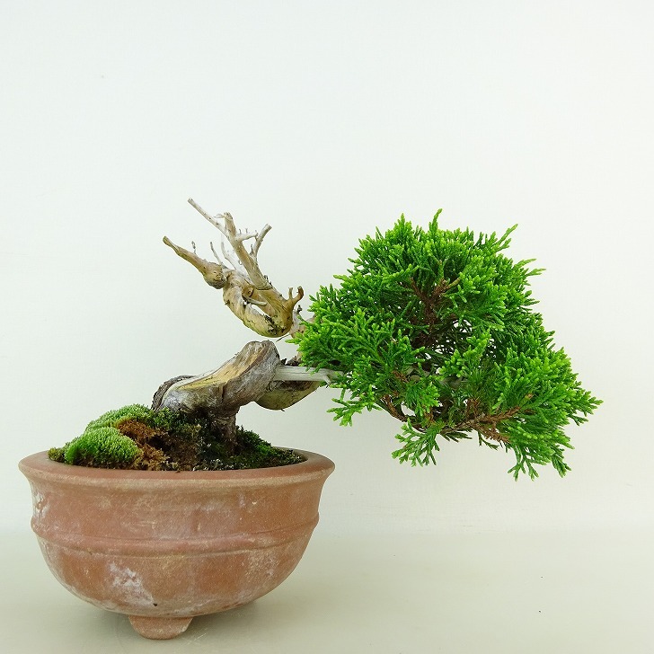 盆栽 真柏 樹高 約9cm しんぱく Juniperus chinensis シンパク “ジン シャリ” ヒノキ科 常緑樹 観賞用 小品 現品_画像1