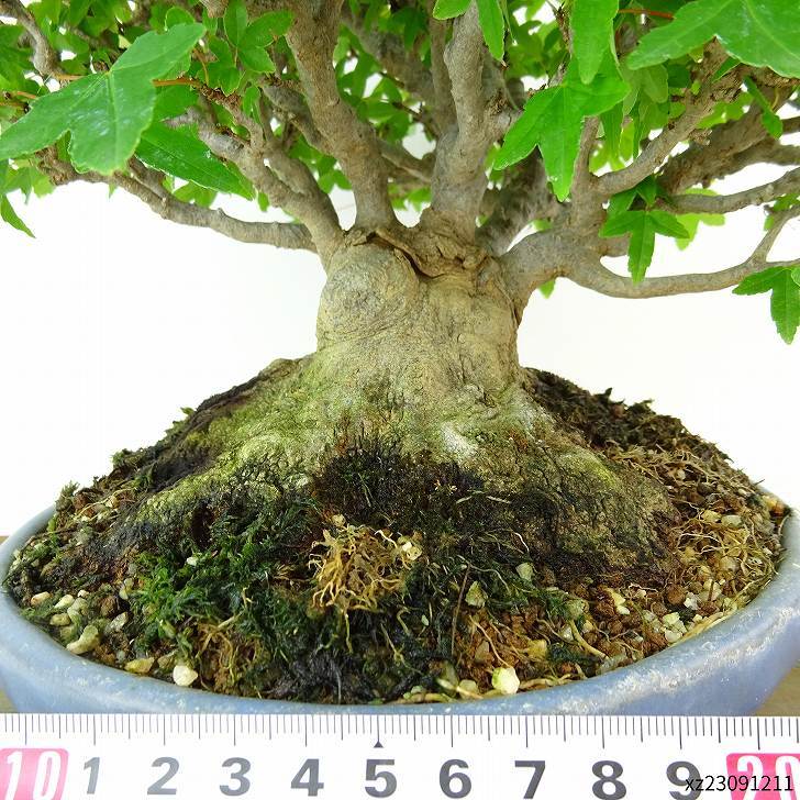  бонсай клен высота дерева примерно 22cm клен высококлассный бонсай Acer клён . лист клён . листопадные растения .. для маленький товар на данный момент товар 