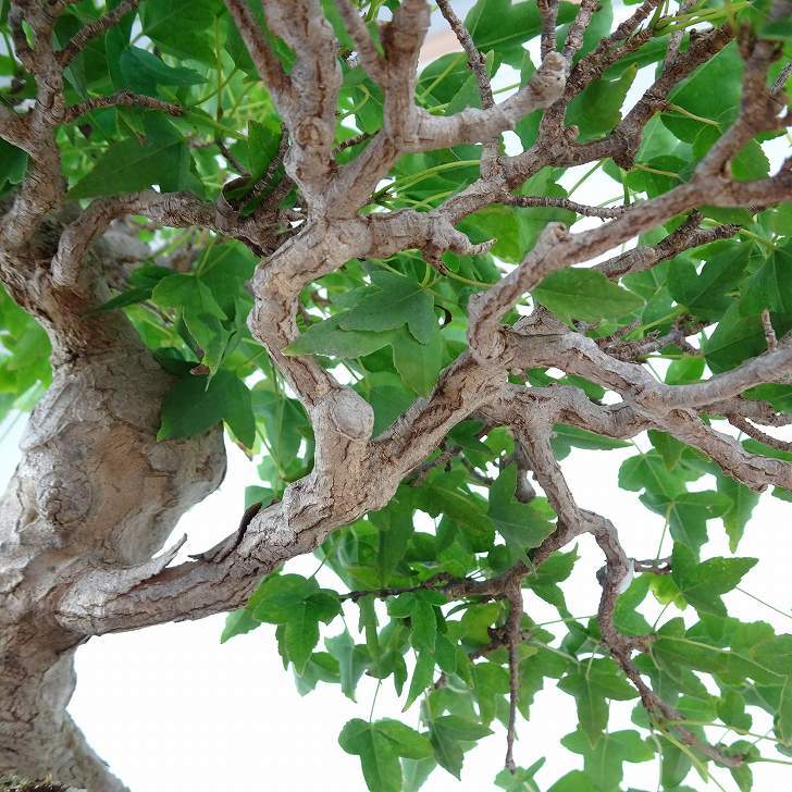 бонсай клен высота дерева примерно 25cm клен Acer клён . лист клён . листопадные растения .. для на данный момент товар 