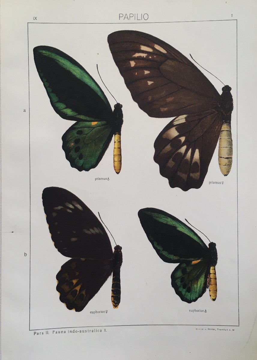 洋書 蝶々リトグラフ図版177点収録『『The Macrolepidoptera of the world 世界の大型鱗翅目 Vol.9』1927年 石版画 昆虫 動植物図_画像3