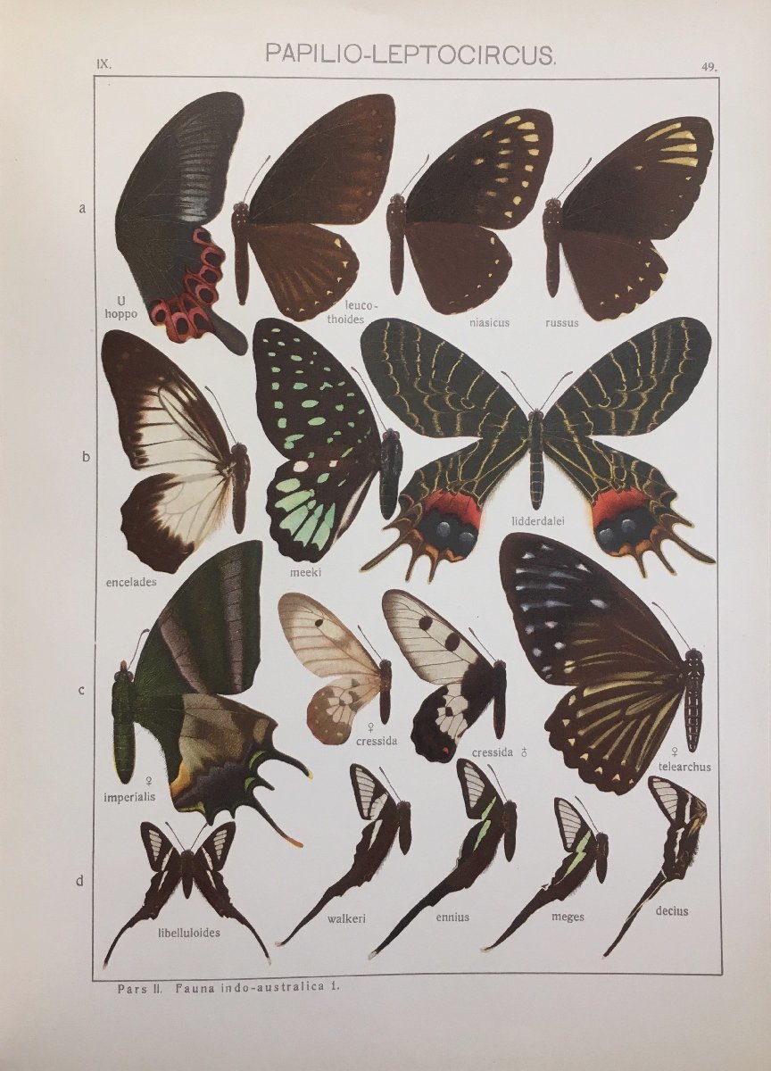 洋書 蝶々リトグラフ図版177点収録『『The Macrolepidoptera of the world 世界の大型鱗翅目 Vol.9』1927年 石版画 昆虫 動植物図_画像6