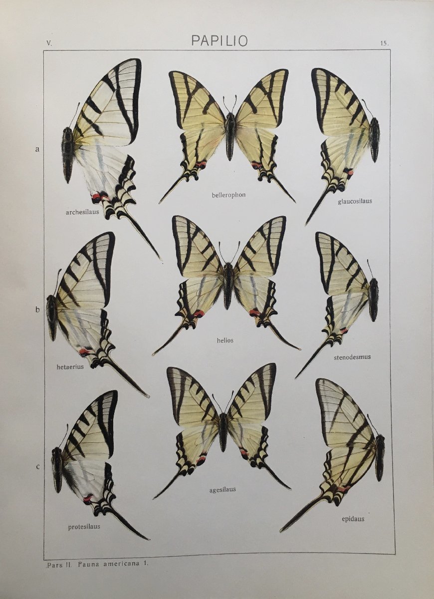 洋書 蝶々リトグラフ図版203点収録『The Macrolepidoptera of the world 世界の大型鱗翅目 Vol.5』1925年 石版画 昆虫 動植物図_画像4