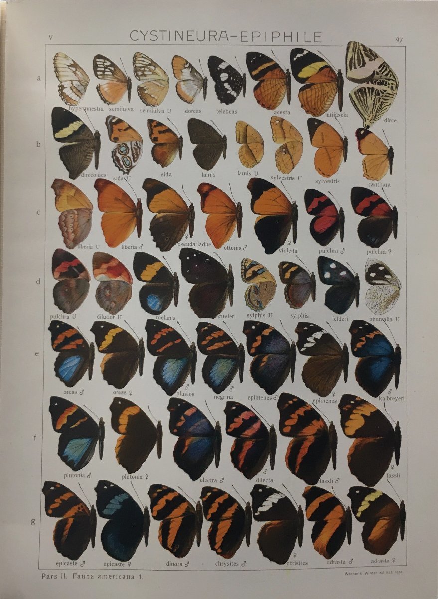 洋書 蝶々リトグラフ図版203点収録『The Macrolepidoptera of the world 世界の大型鱗翅目 Vol.5』1925年 石版画 昆虫 動植物図_画像8