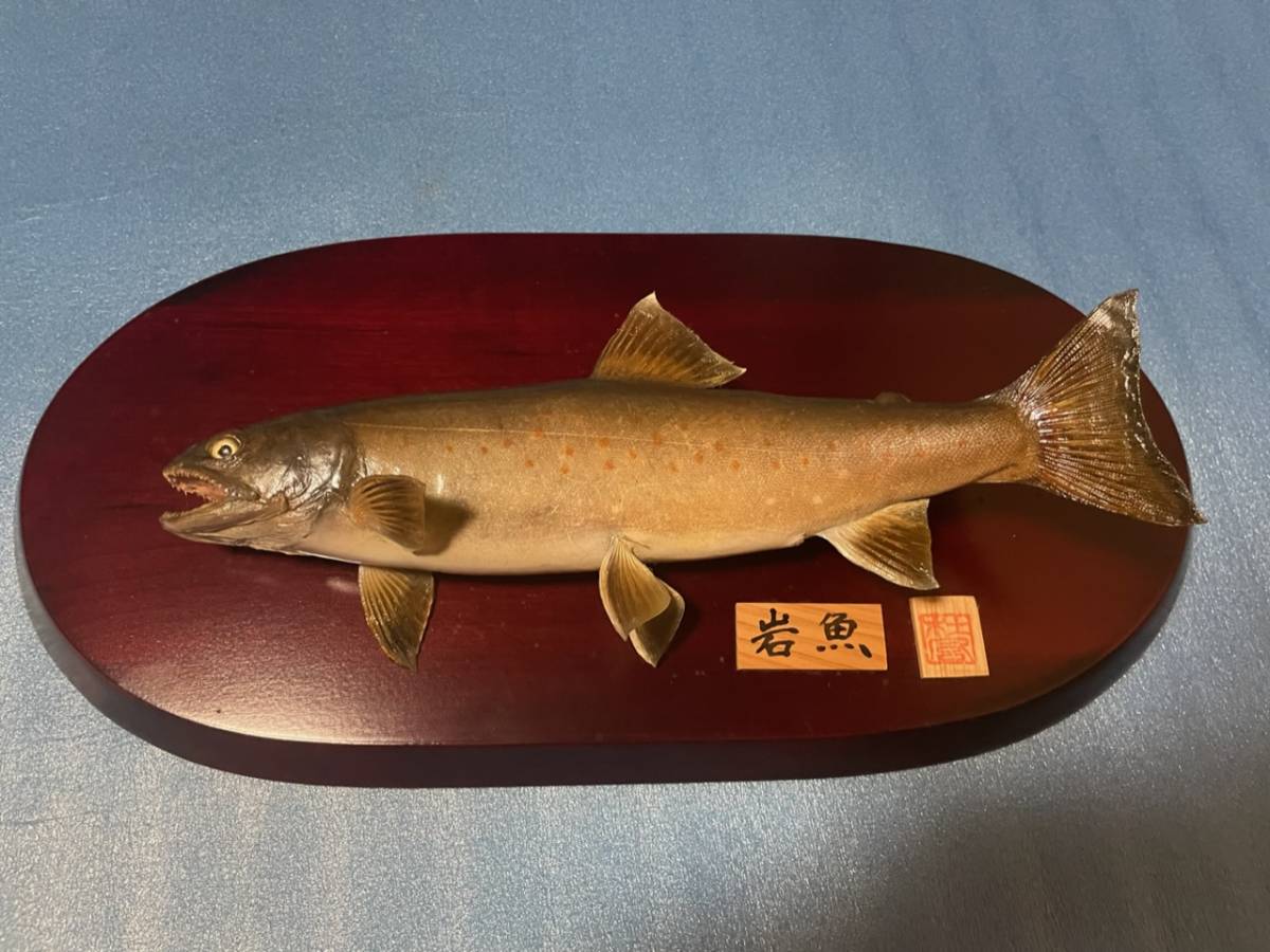 Yahoo!オークション - 岩魚 イワナ 剥製 Yahoo!オークション - 岩魚 イワナ 剥製