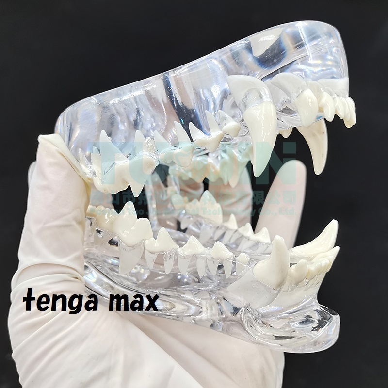 SALE ■ 犬 歯科 模型 完成品 透明 クリスタル 樹脂 ■ ドック 歯並びモデル 歯モデル 歯科 動物 樹脂 歯の教育 病院 620_画像1