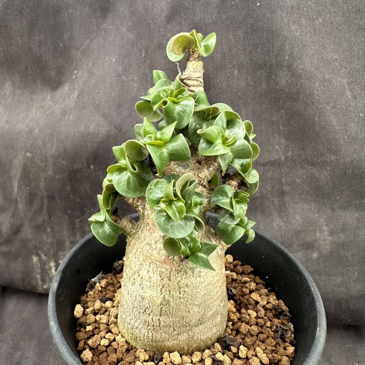 ☆サボテン・多肉植物☆840☆アデニウム・アラビカム DHA 獅子葉タイプ