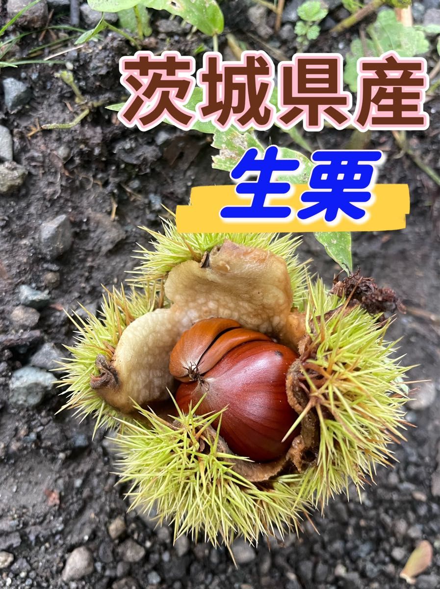 無農薬栽培の栗　生栗　大きめ  1kg