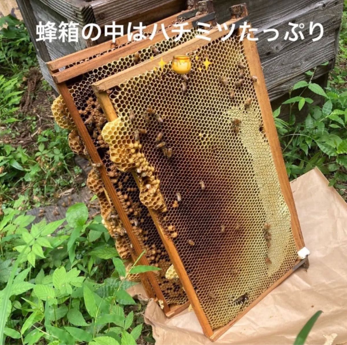 天然 ハチミツ　鹿児島県 薩摩産 60年の歴史と伝統が育んだ一品　国産　蜂蜜 生はちみつ 国産蜂蜜 純粋はちみつ 天然