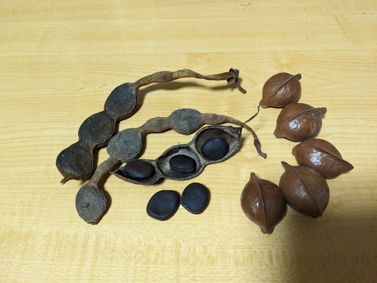 イルカンダ乾燥房＆豆、サキシマスオウの実
