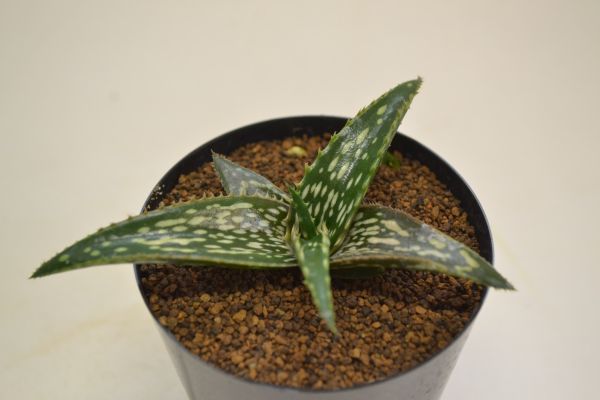 アロエ　ピロッタエ　グリーン　ALOE pirottae 'Green'_画像1