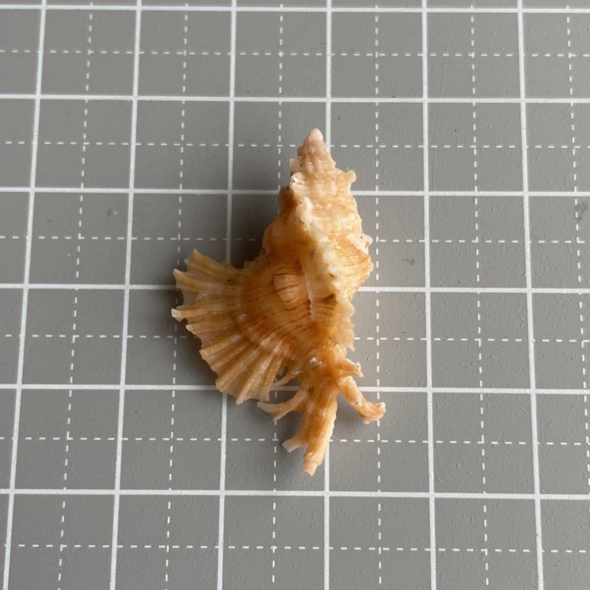 カトレアバショウ　貝殻　貝　シェル　貝殻標本　標本　アッキガイ科　かいがら　美しい造形　天然　コレクション　海　shell 巻貝_画像3