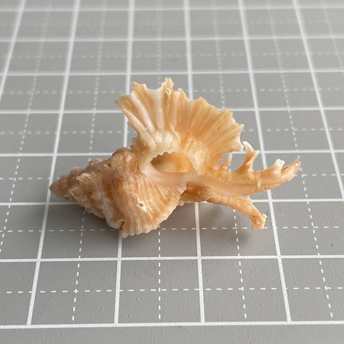 カトレアバショウ　貝殻　貝　シェル　貝殻標本　標本　アッキガイ科　かいがら　美しい造形　天然　コレクション　海　shell 巻貝_画像4