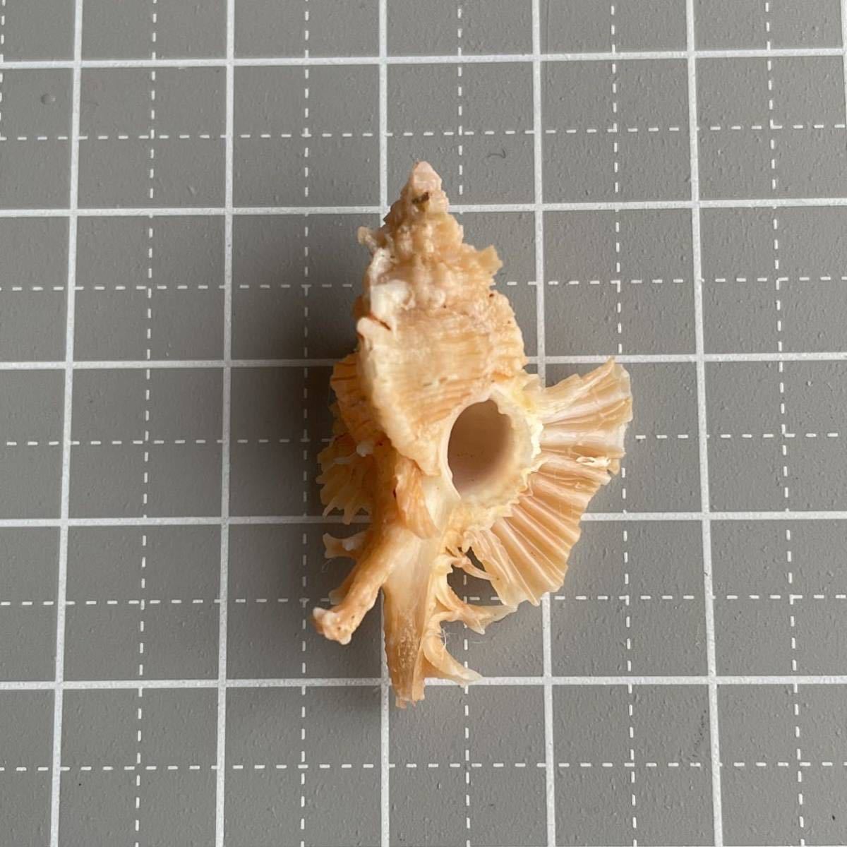 カトレアバショウ　貝殻　貝　シェル　貝殻標本　標本　アッキガイ科　かいがら　美しい造形　天然　コレクション　海　shell 巻貝_画像5