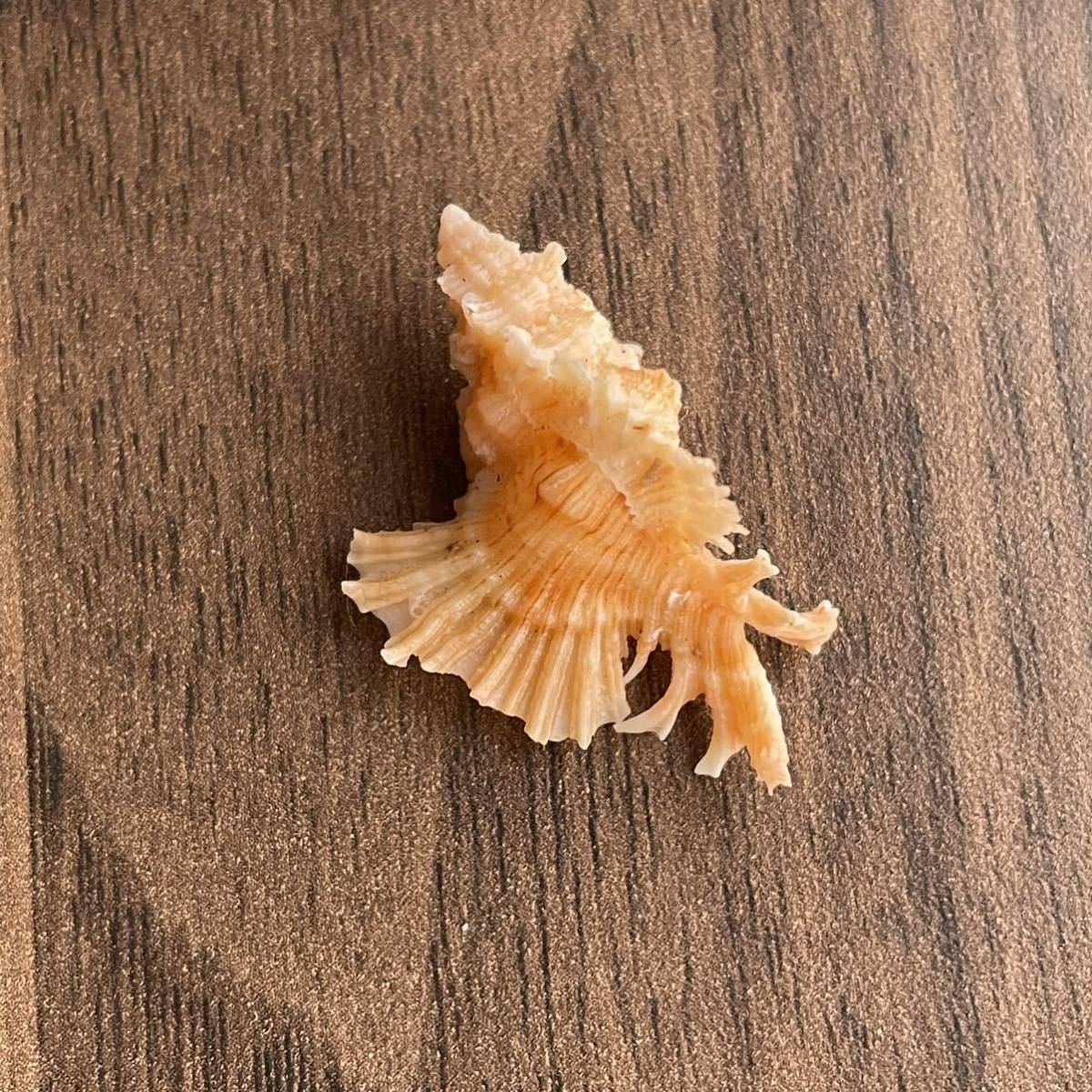 カトレアバショウ　貝殻　貝　シェル　貝殻標本　標本　アッキガイ科　かいがら　美しい造形　天然　コレクション　海　shell 巻貝_画像2