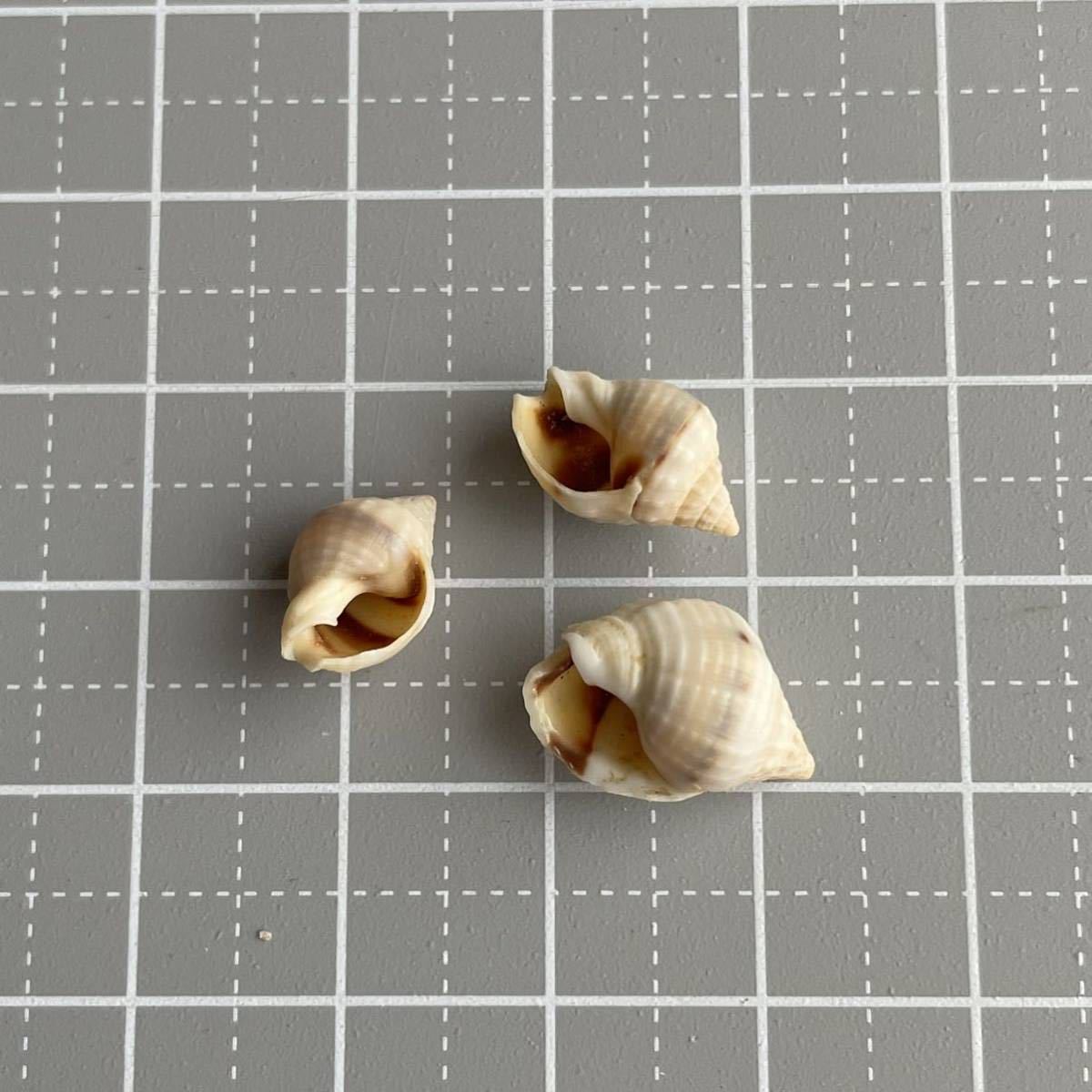 【 ... ②】  ракушка 　 раковина моллюска 　 ракушка  образец 　 образец 　 ручной работы   Запчасти 　... материал  　...　  книги  раковина моллюска 　 shell 　shell  пляж ...　 море  　 интерьер 
