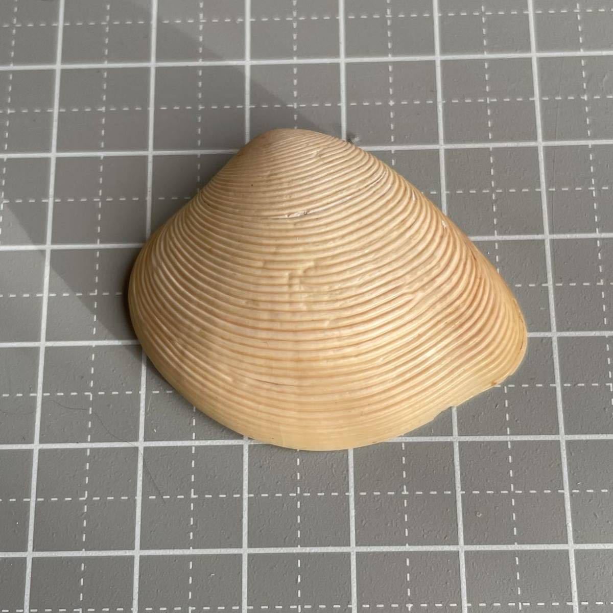 【 ...】 ... 2 шт.  раковина моллюска 　 ракушка 　 ракушка  образец 　 образец 　 shell 　shell  коллекция 　 исследования 　 интерьер 　 образец  коробка 　 естественный  　 природный  