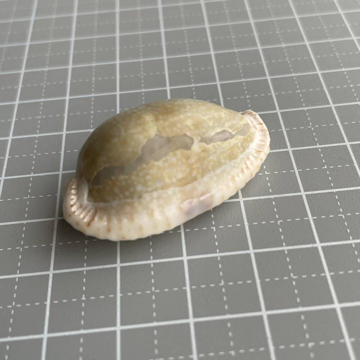 【 コモンダカラ 】 タカラガイ　宝貝　貝殻　貝　シェル　shell たから貝　貝殻標本　標本　コレクション　ビーチコーミング_画像3