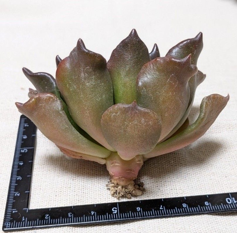 多肉植物 エケベリア ブラックマディバ スーパーボール 韓国輸入苗・龍仁 68