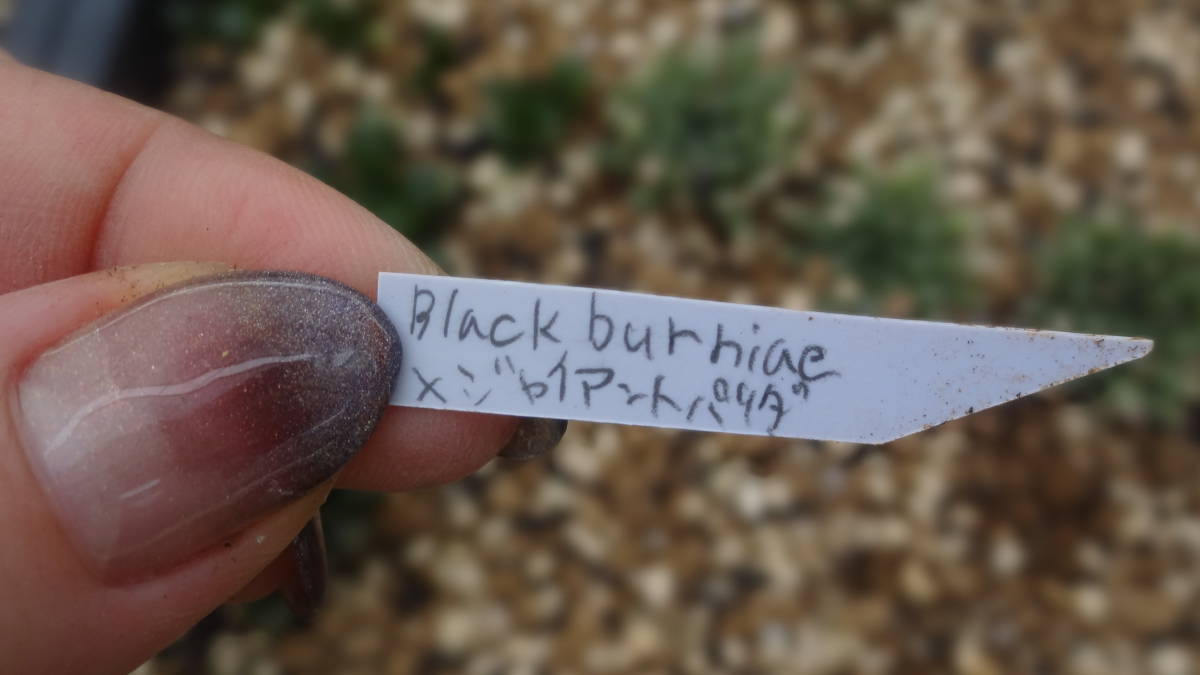 多肉植物　ハオルチア　オリジナル実生苗　black burhiae x　ジャイアントパリダ_画像3