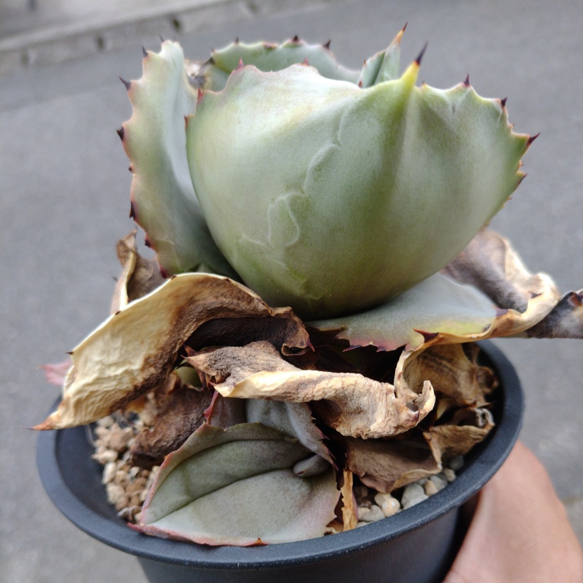 【AGAVE 　マルモラータパピリオ　プラタノイデス】アガベ　子株４個つき　 鉢ごと発送_画像2