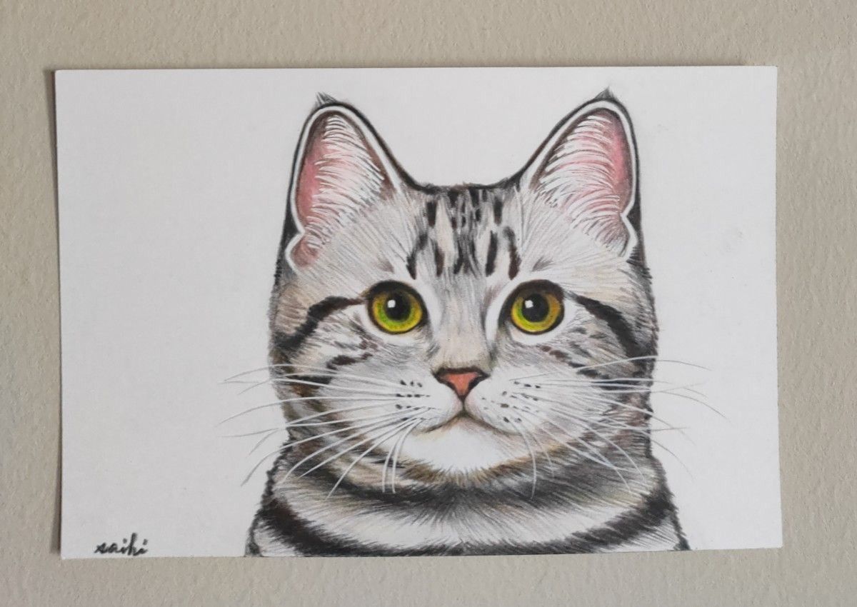 アメリカンショートヘア猫色鉛筆画｜PayPayフリマ