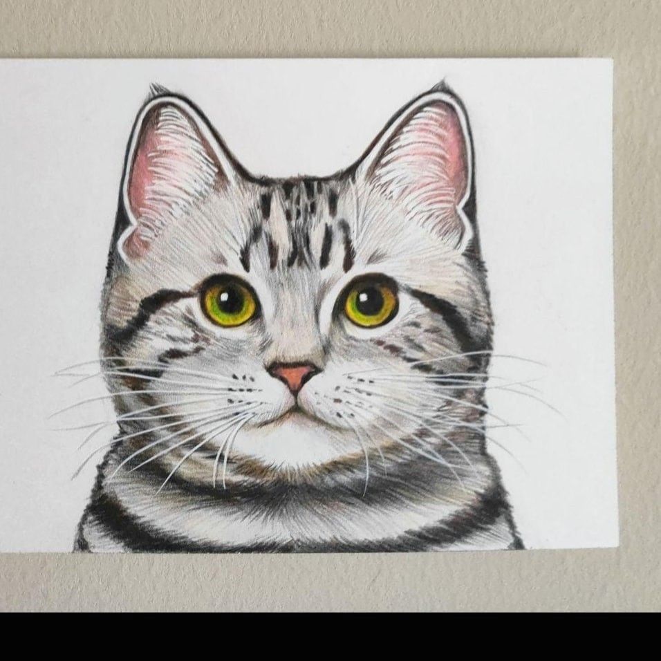 アメリカンショートヘア猫色鉛筆画｜Yahoo!フリマ（旧PayPayフリマ）