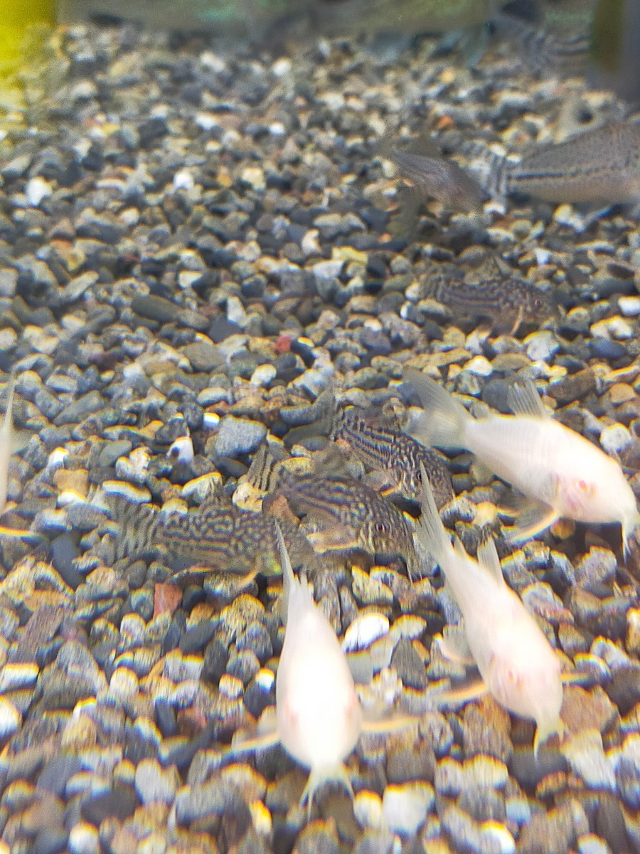 Это не один альбинос Corydorasstell Bai.