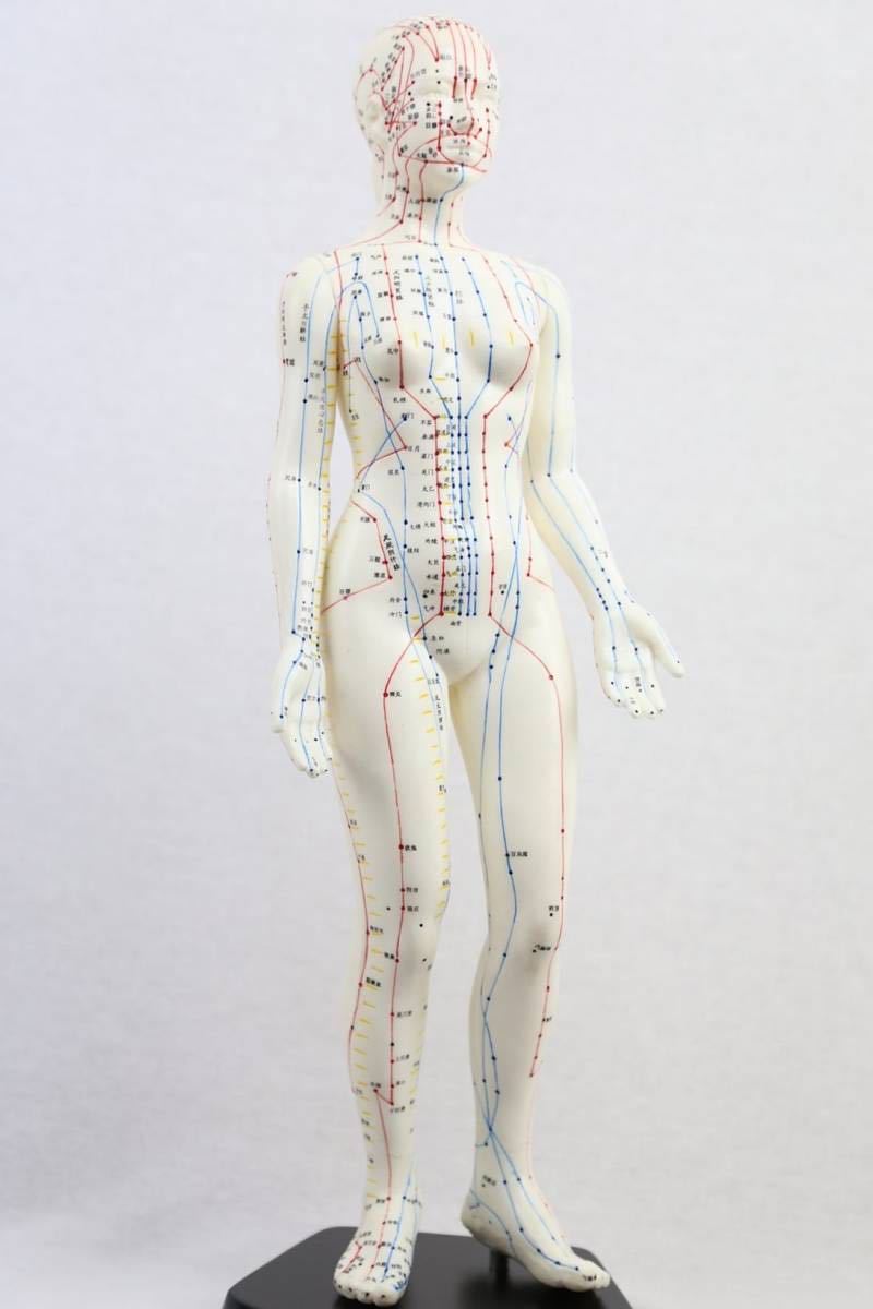 ☆鍼灸経穴人形 女性　48cm 鍼灸経穴　_画像2