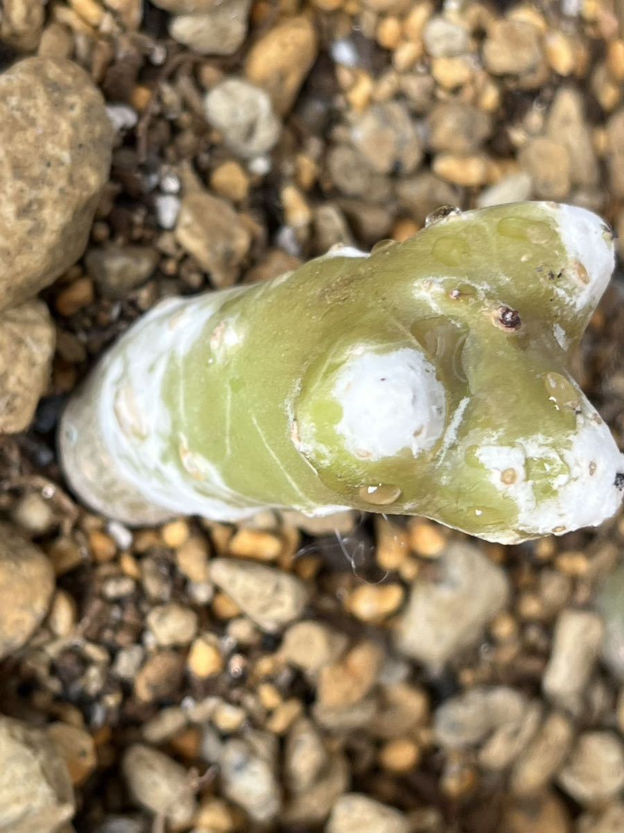 多肉植物・オトンナ・シクロフィラ　Othonna cyclophylla★コーデックス　塊根植物　珍しい3頭　③_画像6