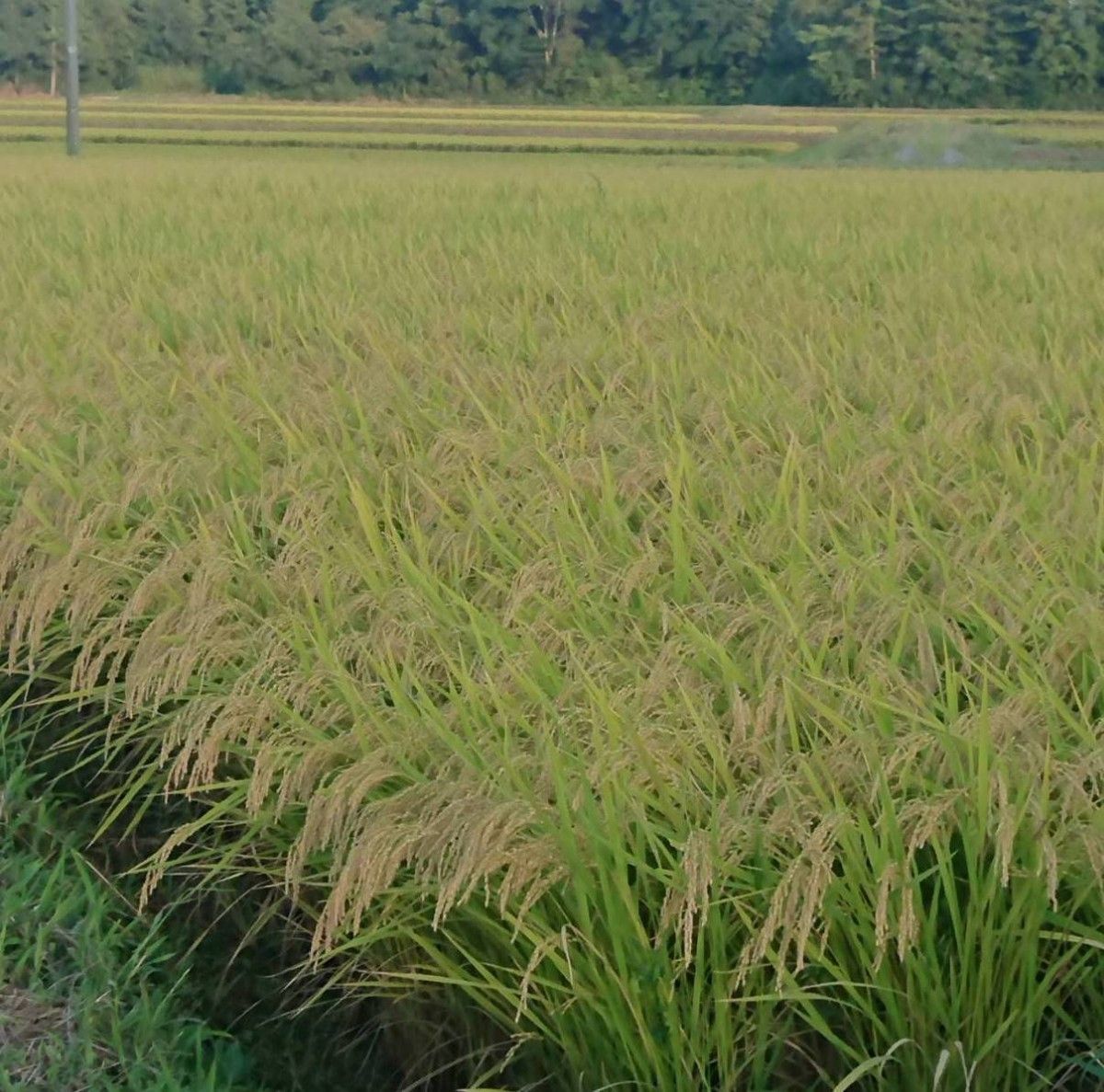 令和5年度『精白米1.8kg』宮城県産ひとめぼれ 減農薬栽培環境保全米