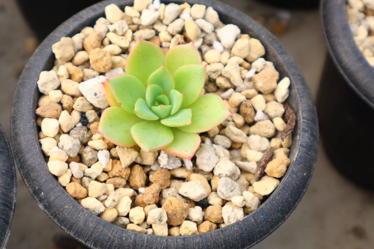 多肉植物　エケベリア・アイスピンキー_画像1