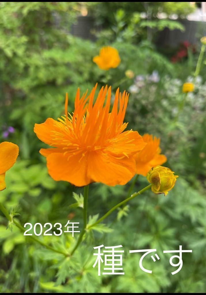 山野草　種　カンムリキンバイ　３０粒　採れたて_画像1