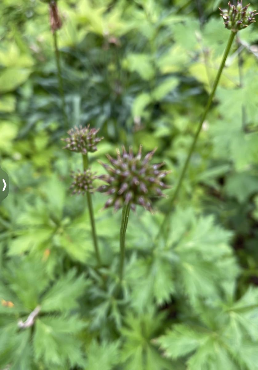 山野草　種　カンムリキンバイ　３０粒　採れたて_画像6