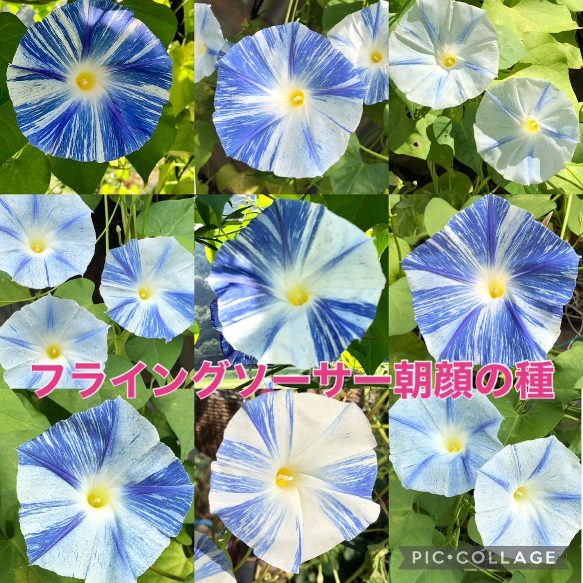 フライングソーサー朝顔　花の種_画像1