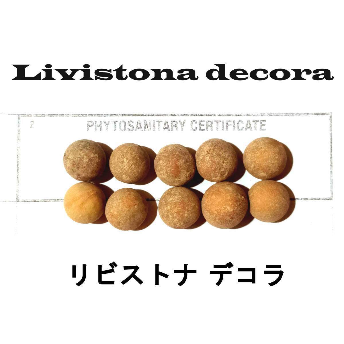 9月入荷 5粒+ リビストナ デコラ 種子 種 Livistona decora リビストナ ヤシ ビロウ_画像1