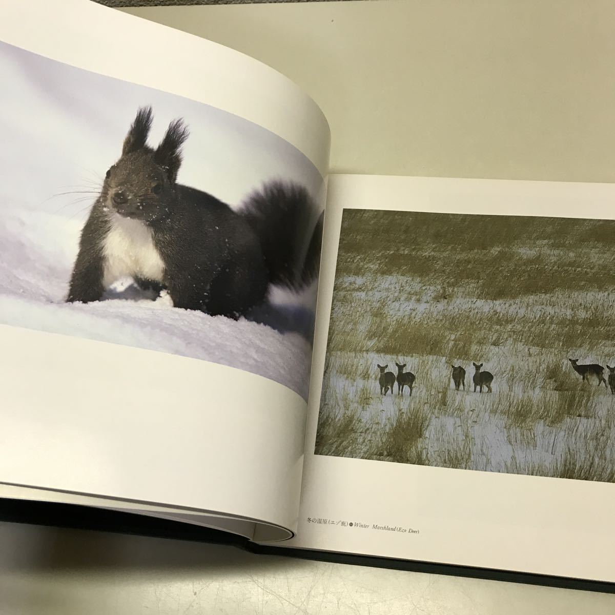 Q01◆THIS IS HOKKAIDO 13人の北の写真家による壮大な抒情詩 平成2年発行 日本放送出版協会 北海道 風景写真 自然 動物 野生生物 230912_画像8