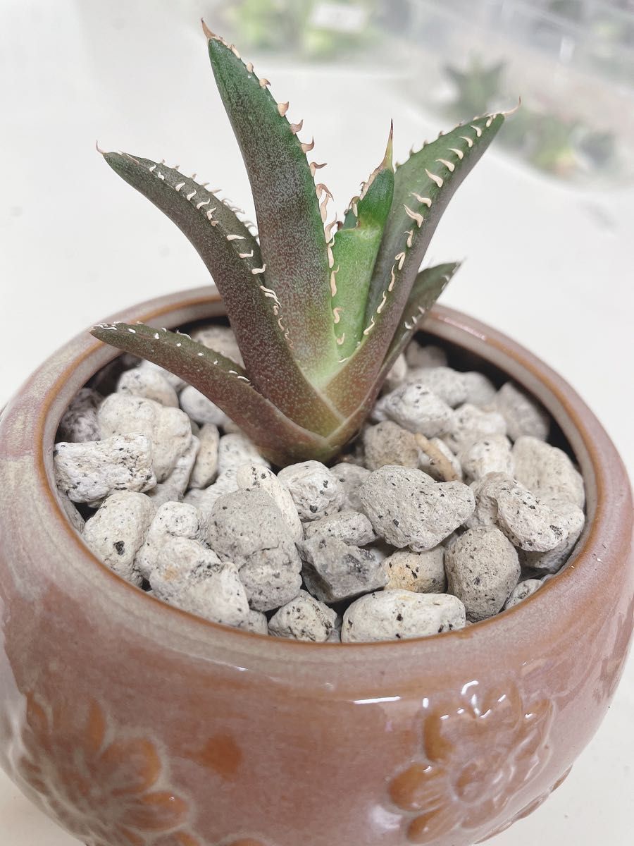 アガベ チタノタ レッドキャットウィーズル(子株)④agave アガベ チタノタ レッドキャットウィーズル(子株)④agave