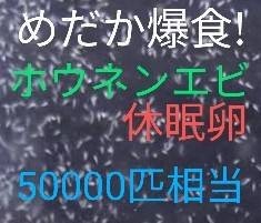 送料無料!　稚魚爆食！高栄養価　ホウネンエビ　休眠乾燥卵　約50000匹相当　クロレラパウダー付　取説付　めだか鯉　グッピー熱帯魚金魚餌_画像2