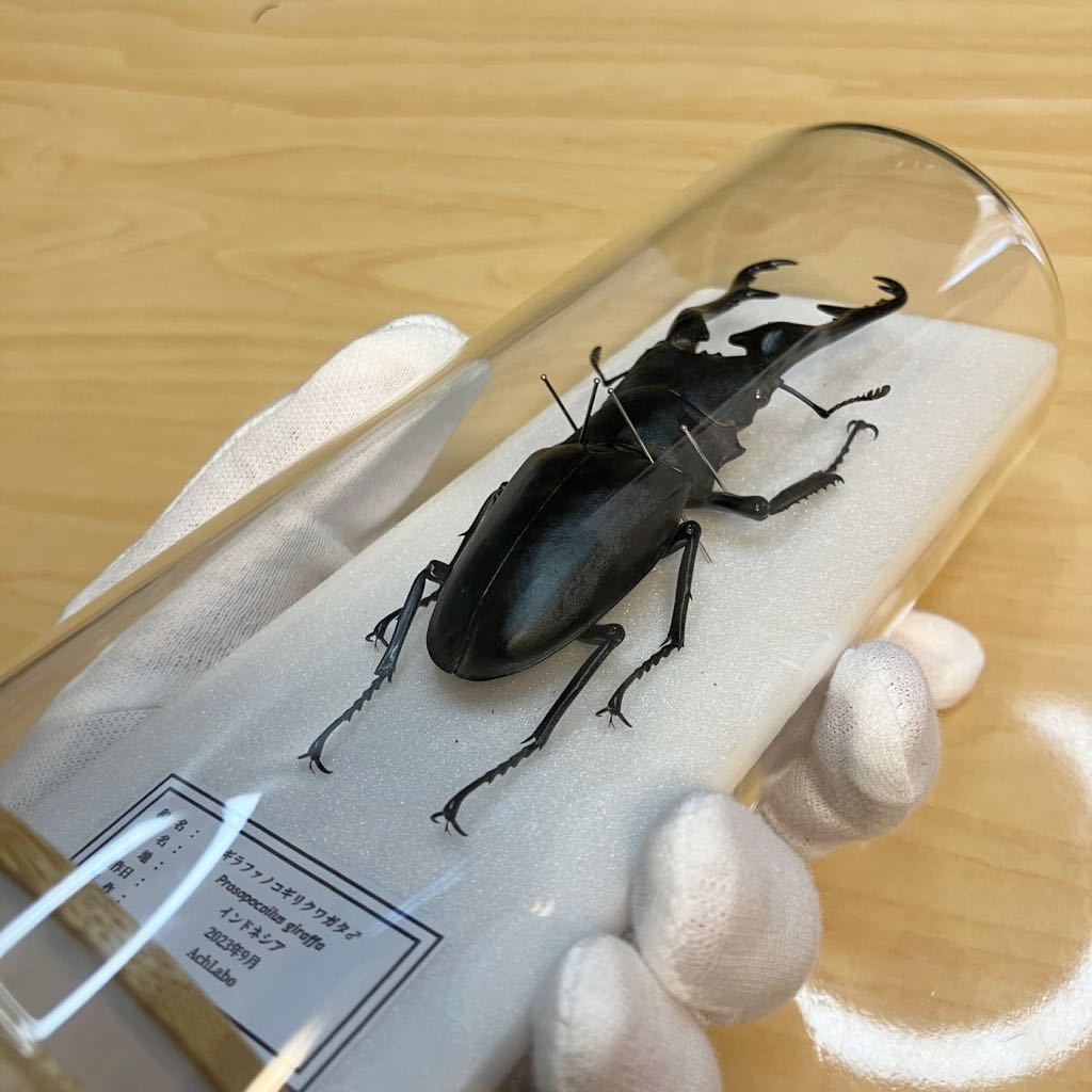 昆虫標本】ギラファノコギリクワガタ ガラスケース入り|Yahoo 昆虫標本】ギラファノコギリクワガタ ガラスケース入り|Yahoo